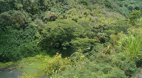 Wailua5