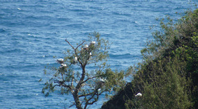 Kilauea7