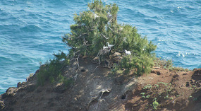 Kilauea8