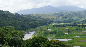 Taro1
