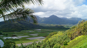 Taro2