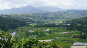 Taro4
