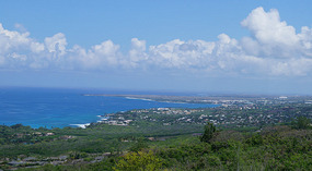 Alii1