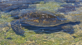 Honokohau Bay6