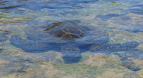Honokohau Bay7