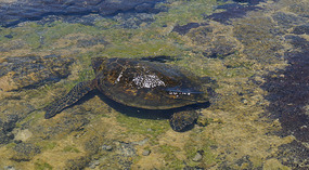 Honokohau Bay8