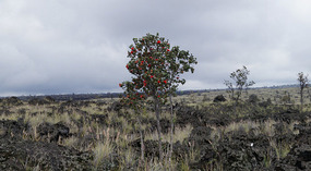 Lava1