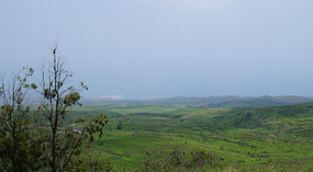 Grün2