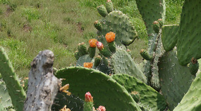 Kaktus3