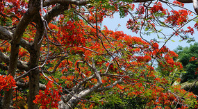 Red Flam Tree1