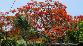Red Flam Tree2