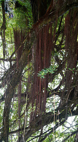 Akaka10