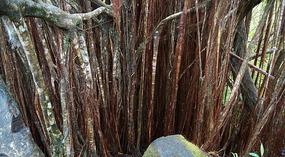 Akaka11