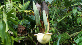 Akaka13