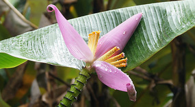 Akaka18