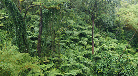 Akaka3