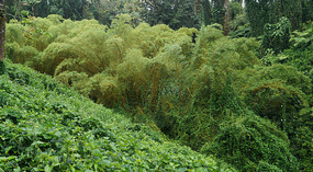 Akaka4