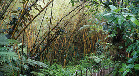 Akaka5