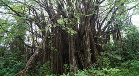 Akaka6