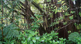 Akaka9