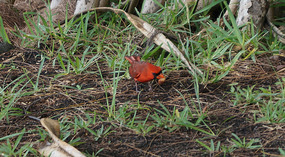 Hilo5