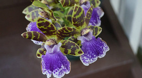 Orchidee