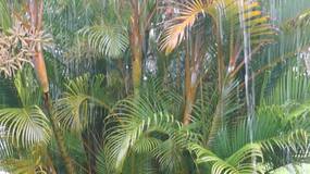 Video Lanai2