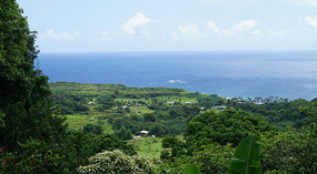 Hana6