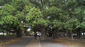 Lahaina2