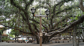 Lahaina4