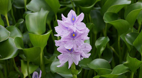 Kepaniwai11