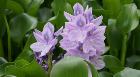 Kepaniwai12