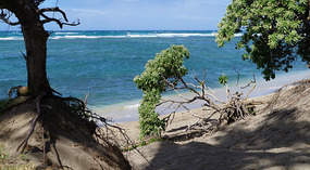Waihee1