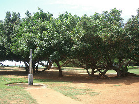 Kanaha1