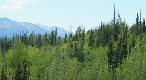 Matanuska Glacier6