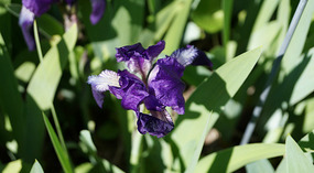 Palmer4
