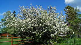 Palmer6