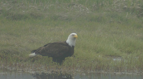 Adler1