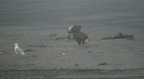 Adler2