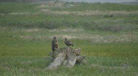 Adler3