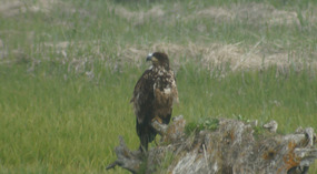 Adler4
