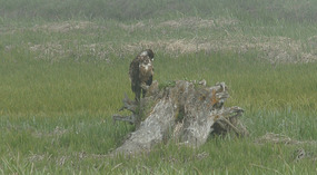 Adler5