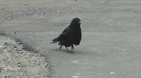 Adler6