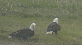 Adler7