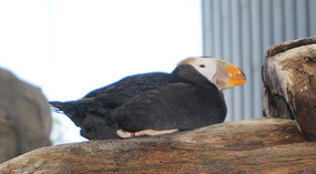 Puffin1