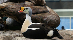 Puffin2
