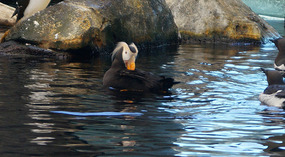 Puffin3
