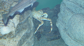 SeaLife Center1