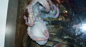 SeaLife Center10