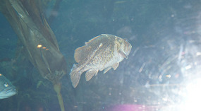 SeaLife Center12